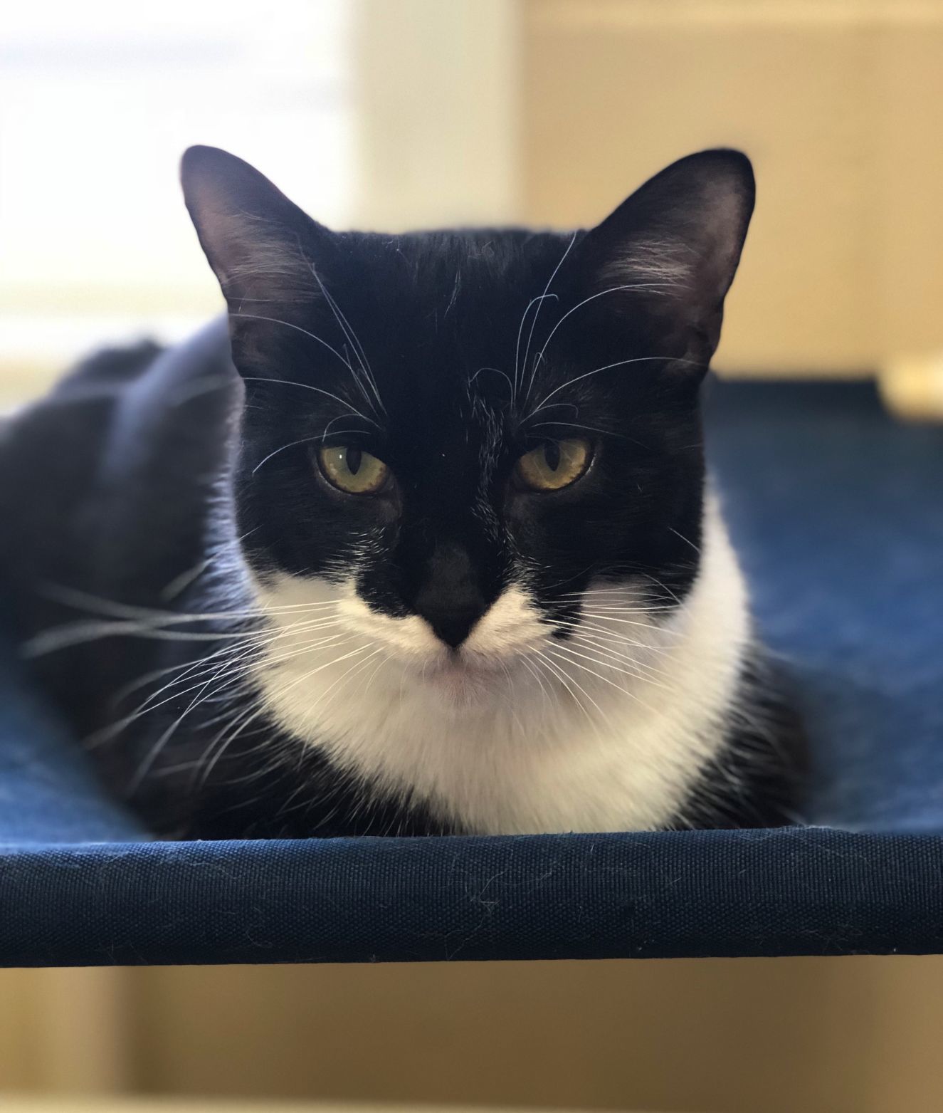 Mellie